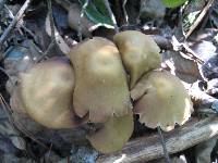 Psilocybe zapotecorum image