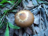 Psilocybe caerulescens image