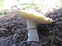 Amanita aprica image