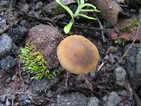 Psilocybe caerulescens image