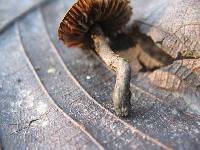 Inocybe calamistrata image