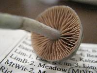 Stropharia pseudocyanea image