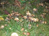 Psilocybe cyanescens image