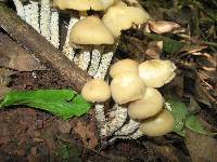 Psilocybe zapotecorum image