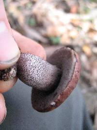 Leccinum aurantiacum image