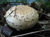 Amanita gemmata image