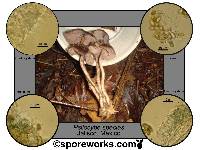 Psilocybe zapotecorum image