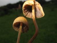 Psilocybe mexicana image