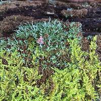 Cladonia coniocraea image