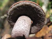 Leccinum aurantiacum image