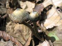 Psilocybe zapotecorum image