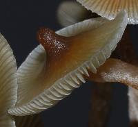 Psilocybe makarorae image