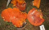 Hypomyces lactifluorum image