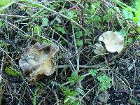 Psilocybe cyanescens image