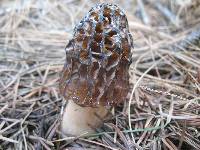 Morchella snyderi image