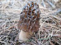 Morchella snyderi image