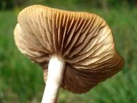 Psilocybe ovoideocystidiata image