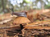 Inocybe calamistrata image