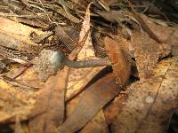 Inocybe calamistrata image