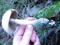 Amanita pelioma image