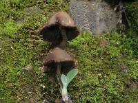 Psilocybe zapotecorum image