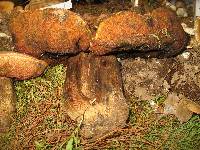 Boletus michoacanus image