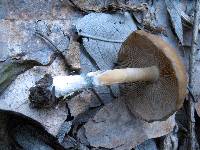 Psilocybe caerulescens image