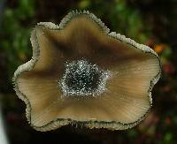 Psilocybe makarorae image