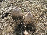 Coprinus comatus image