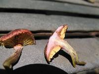 Gymnopilus luteofolius image