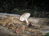 Pluteus cervinus image