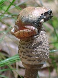 Macrolepiota procera var. procera image