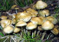 Psilocybe ovoideocystidiata image