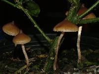 Psilocybe makarorae image