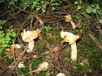 Helvella crispa image