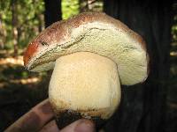 Boletus rex-veris image