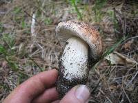 Boletus rex-veris image