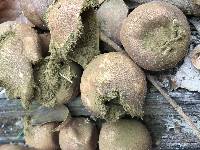 Lycoperdon pyriforme image