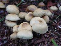 Psilocybe ovoideocystidiata image