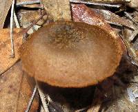 Inocybe calamistrata image