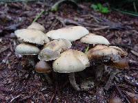 Psilocybe ovoideocystidiata image