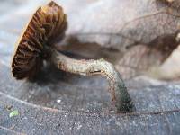 Inocybe calamistrata image