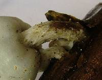 Psilocybe weraroa image