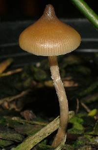 Psilocybe makarorae image