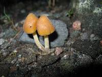 Psilocybe caerulescens image