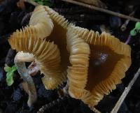 Psilocybe makarorae image