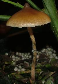 Psilocybe makarorae image