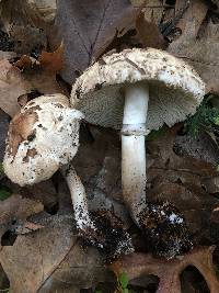 Chlorophyllum brunneum image