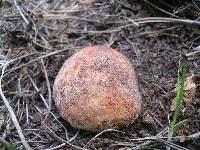 Boletus rex-veris image