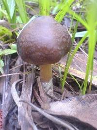 Psilocybe caerulescens image